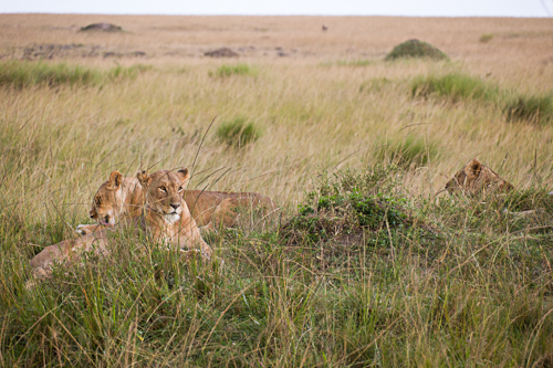 Mara North photo
